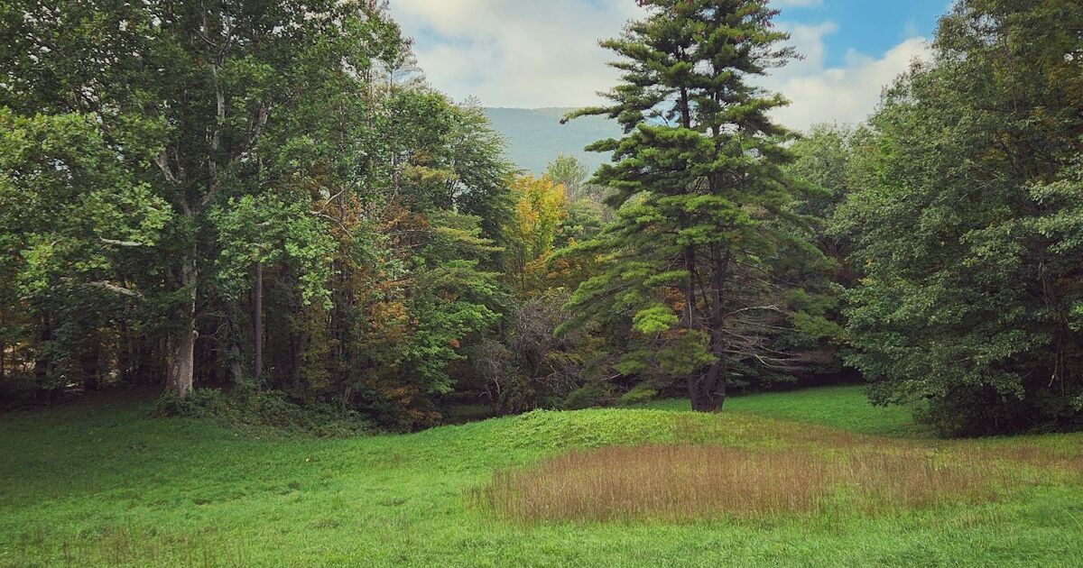 An open Vermont meadow bordered by trees